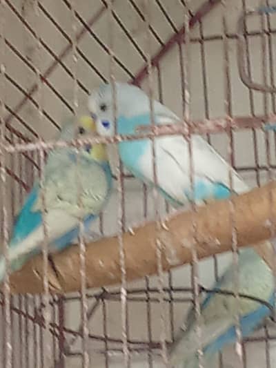 BUDGIES PAIR AVAILABLE ALL COLOUR