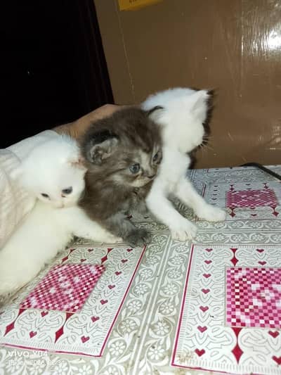 3 persian babies home breed