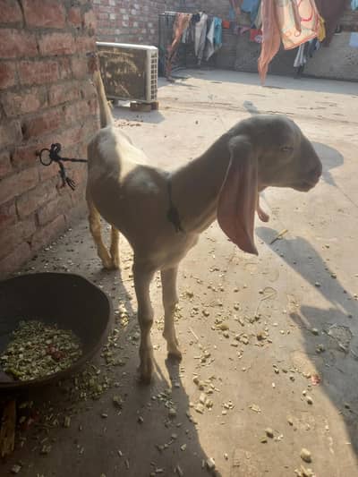 Rajnpuri