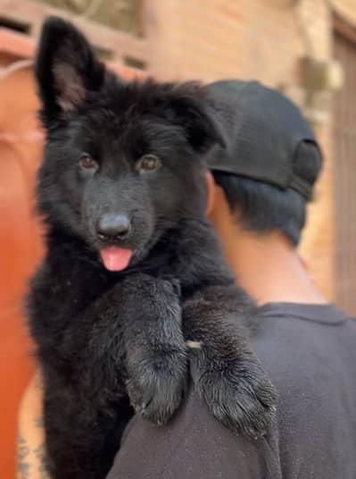 pedigree female puppy show quality