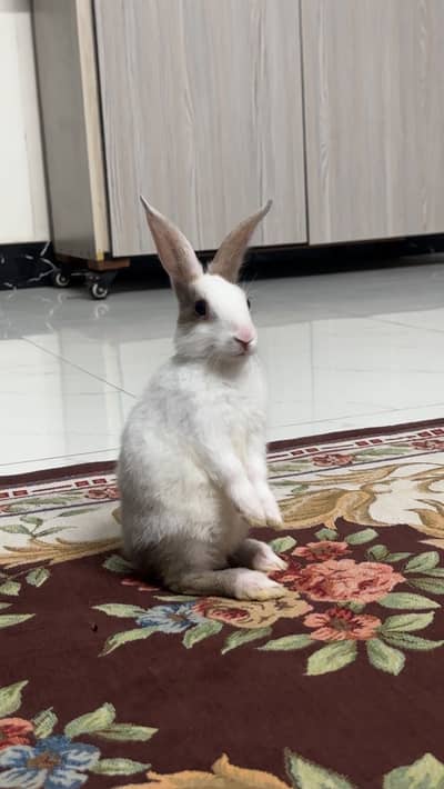 Rabbits pair