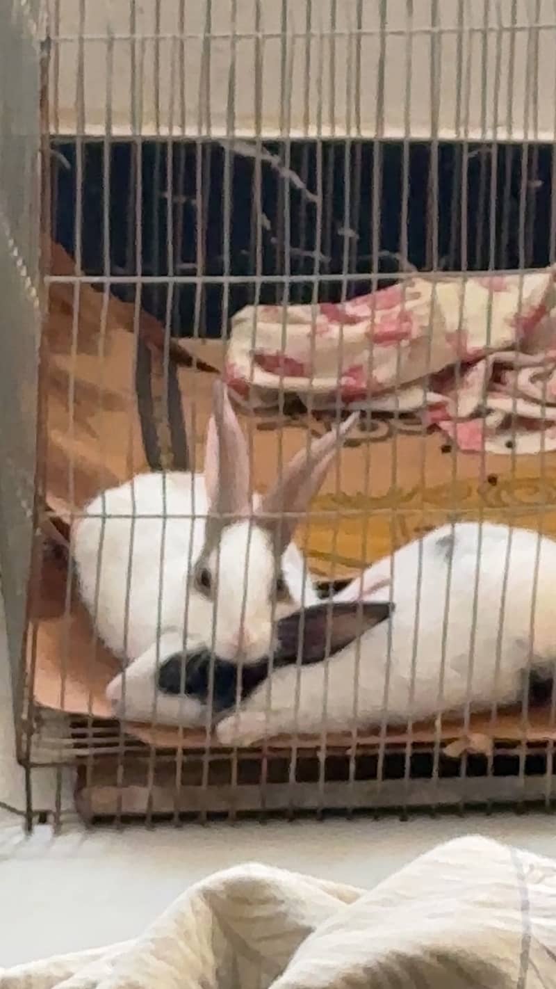 Rabbits pair 1