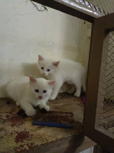 Persian Male Cat & 2 kittens