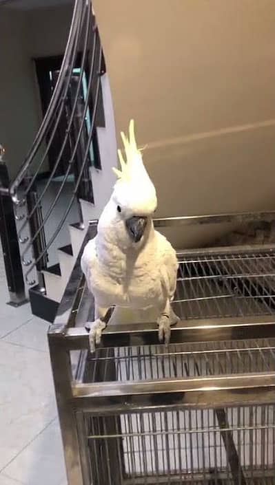 cockatoo for sale