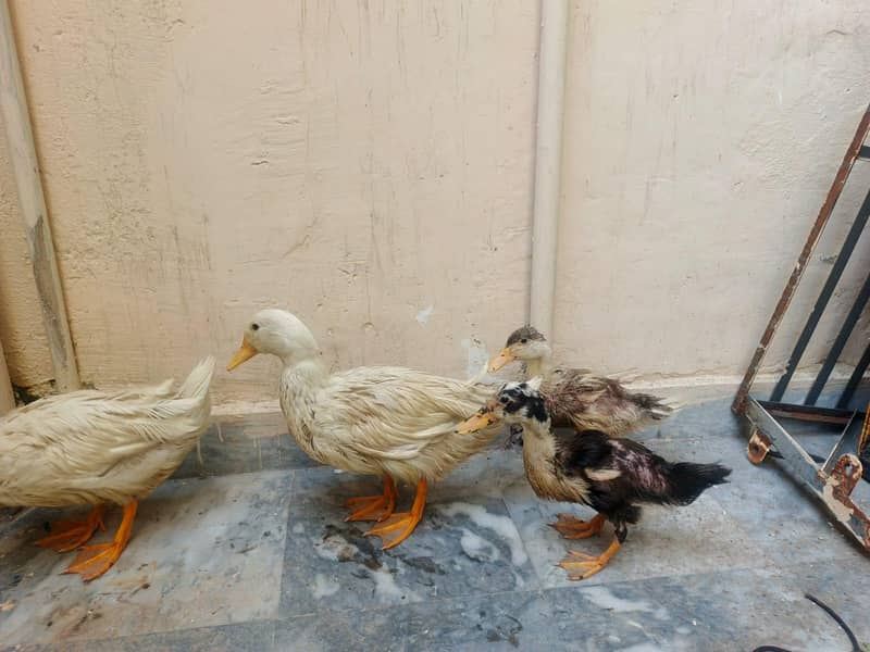 2 Ducks pair 0