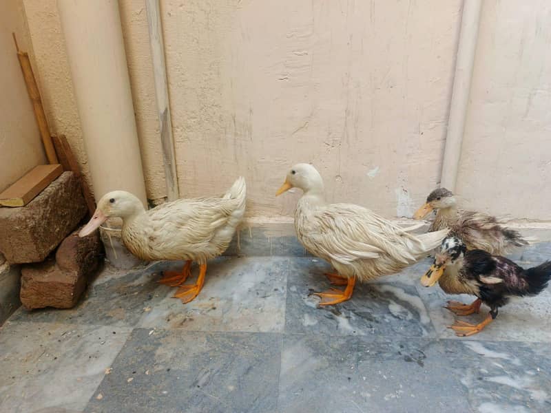 2 Ducks pair 1