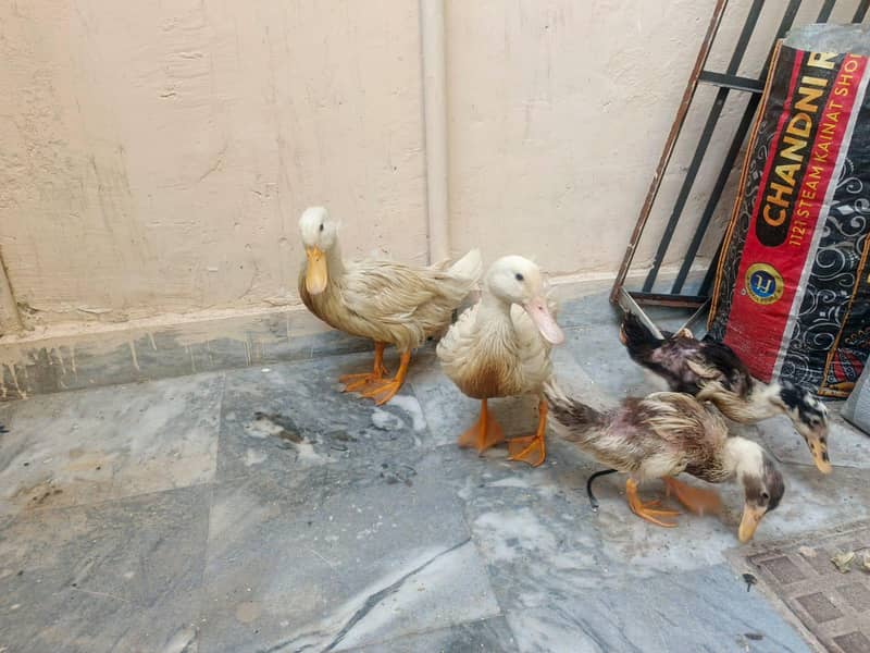 2 Ducks pair 2