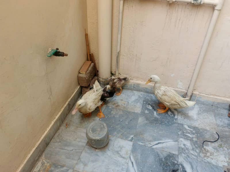 2 Ducks pair 3