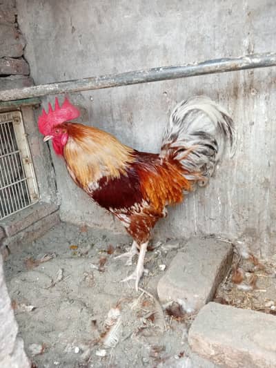 Misri hen