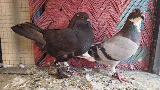 pegions for sale