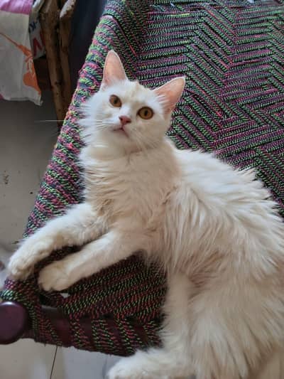 Persian Female Cat