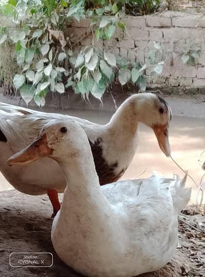 beautiful Ducks
