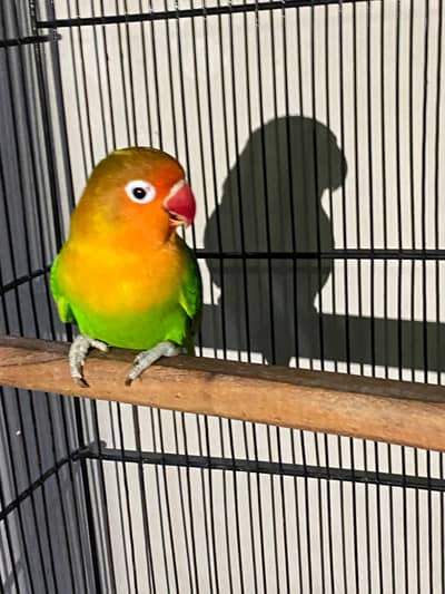 cocktail budgei love birds