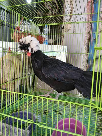 Confirm egg laying polish hen