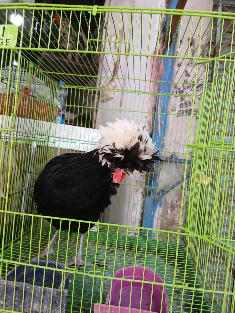 Confirm egg laying polish hen — photo 2