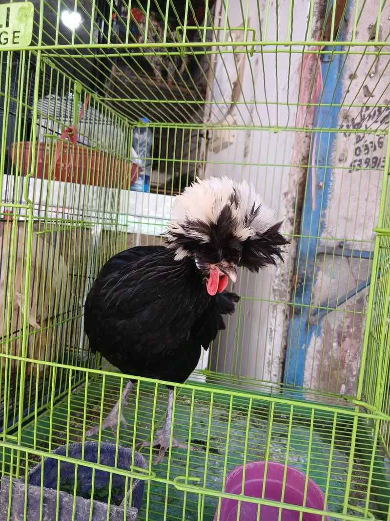 Confirm egg laying polish hen — photo 3