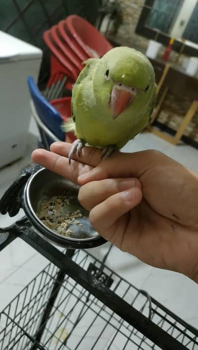 4 month old| 100% male