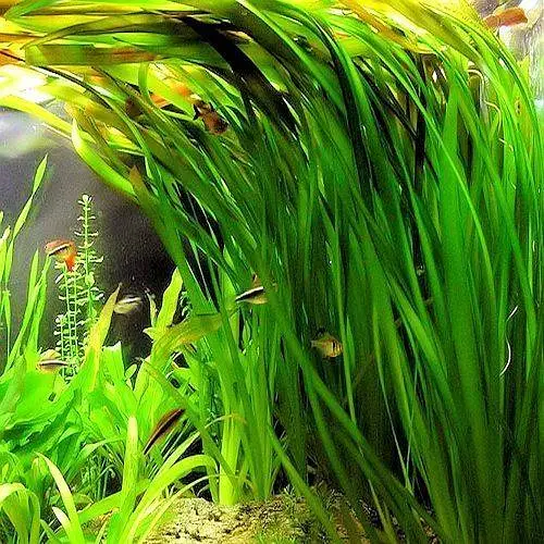 Aquatic Plants Low Tech Plants Vallisneria