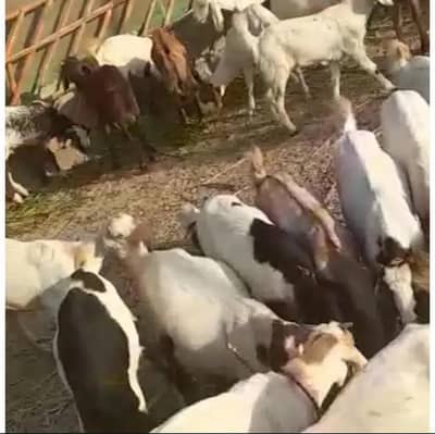 Aqeeqa,Sadqa Bakra and Bakri (Free Delivery & Cutting)