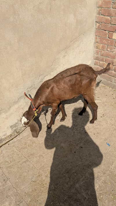 2 dant gaban bakri for sale