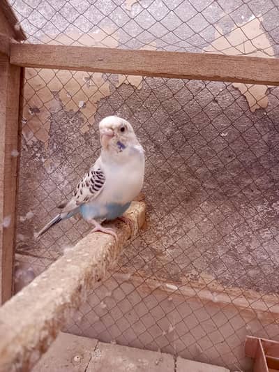 Single Female Australian Budgie for Sale - Breeder Size