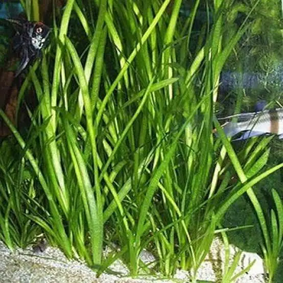 Aquatic Plants Low Tech Plants Vallisneria — photo 3