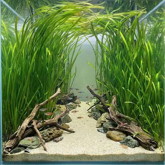 Aquatic Plants Low Tech Plants Vallisneria — photo 2