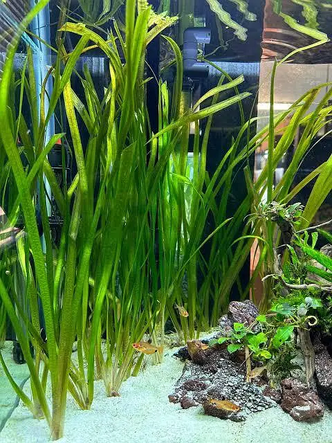 Aquatic Plants Low Tech Plants Vallisneria — photo 4