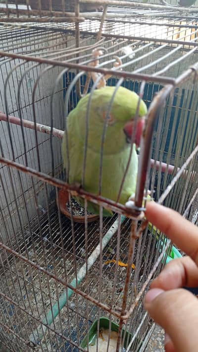 Green Ringneck Talking Parrot