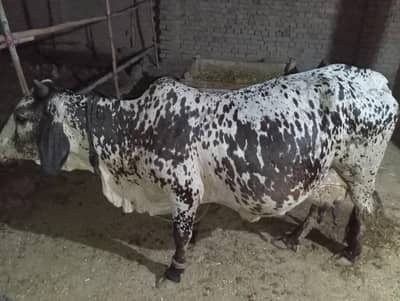 pure cholistani