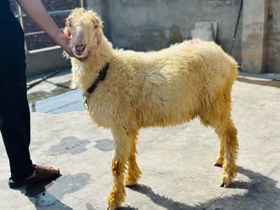 pure quality 1 mundra 1 kajla for qurbani 2027