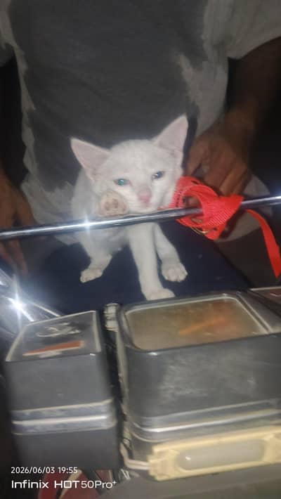 Persian cat
