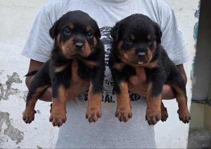 Rottweiler pedigree puppy | Rottweile dog | rottweiler pupps for sale