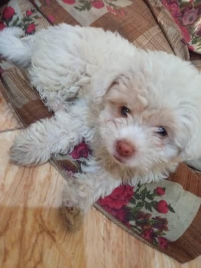 Maltese Puppies for Sale 