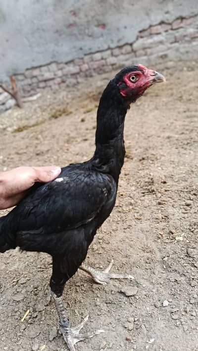aseel hen for sell