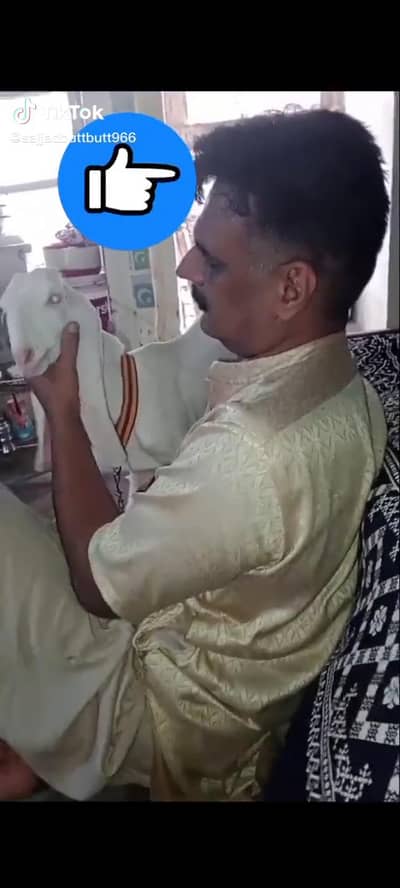 pure Rajan puri golabi bkri