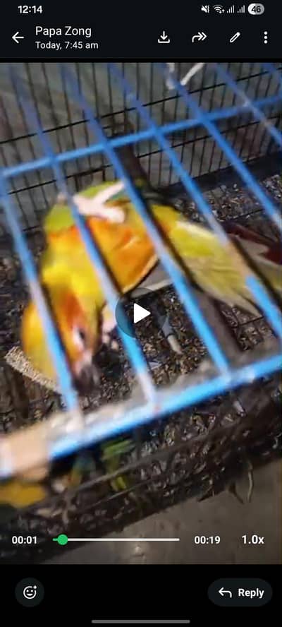 sun conure parrots