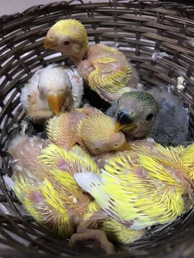 lovebird chiks