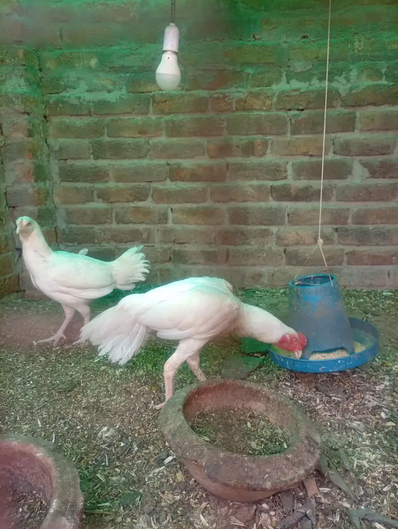 Silkie Chicks Available — photo 7