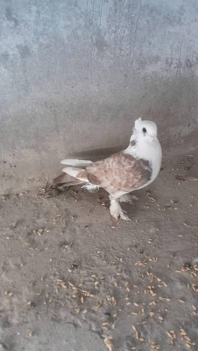 Sentinent Breeder Female for Sale