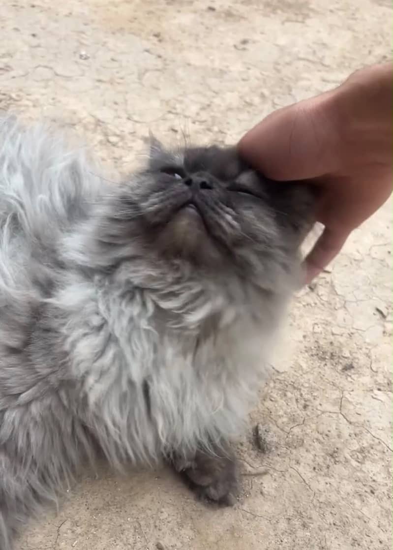 Catty 2