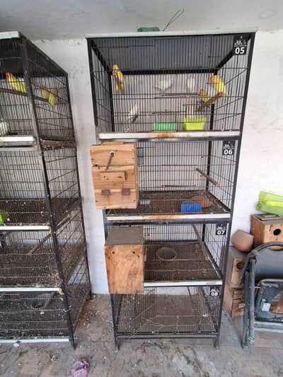 Birds Cages