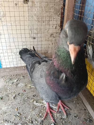 pigeon for sale