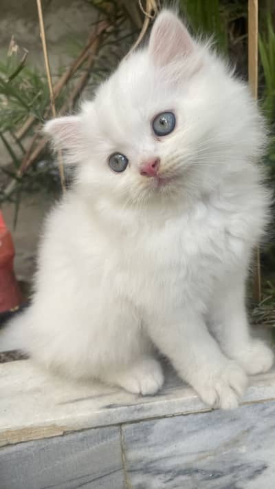 Persian male kitten triple coated