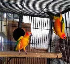sun conure highly red factor Breeder pair with DNA card