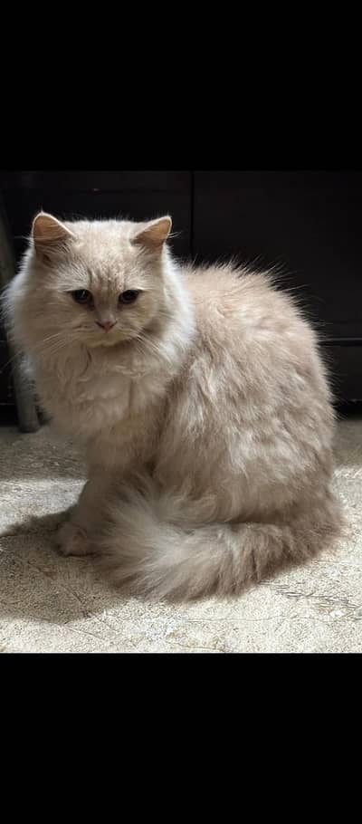 beautiful fluffy male cat female cat and their kittens