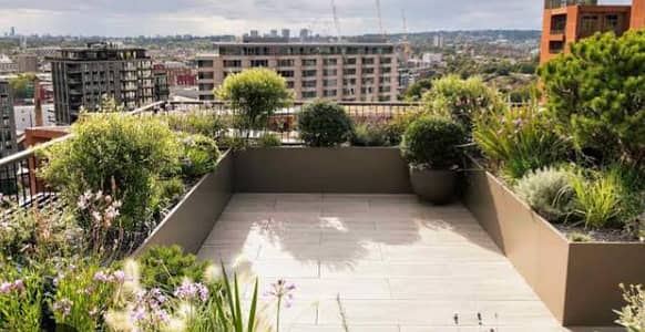 Roof top Gardening