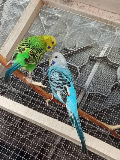 Beautiful Budgies parrots