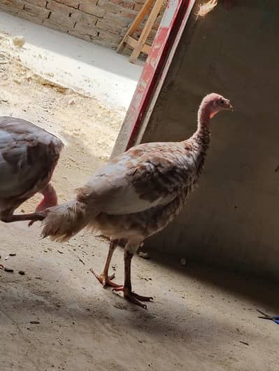 Turkey hen