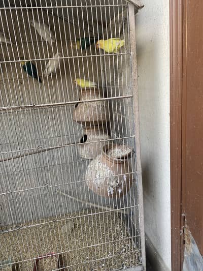 Creamino  for sale with cage